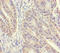 Spermidine Synthase antibody, CSB-PA01115A0Rb, Cusabio, Immunohistochemistry frozen image 