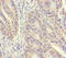 Spermidine synthase antibody, CSB-PA01115A0Rb, Cusabio, Immunohistochemistry frozen image 