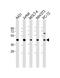 Argininosuccinate Synthase 1 antibody, PA5-72474, Invitrogen Antibodies, Western Blot image 