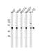 Argininosuccinate Synthase 1 antibody, PA5-72474, Invitrogen Antibodies, Western Blot image 