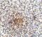 Programmed Cell Death 1 antibody, PM-5177, ProSci, Immunohistochemistry paraffin image 