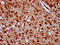 Zinc Finger Protein 367 antibody, LS-C681739, Lifespan Biosciences, Immunohistochemistry paraffin image 