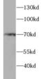p65 antibody, FNab09875, FineTest, Western Blot image 