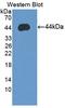 Syncollin antibody, LS-C688169, Lifespan Biosciences, Western Blot image 