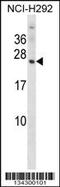 Olfactory Marker Protein antibody, 57-898, ProSci, Western Blot image 