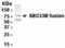 SEC23 Homolog B, Coat Complex II Component antibody, NB100-75595, Novus Biologicals, Western Blot image 