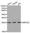 Mitochondrial Ribosomal Protein S23 antibody, LS-C333560, Lifespan Biosciences, Western Blot image 