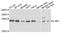 Interleukin 36 Alpha antibody, PA5-76355, Invitrogen Antibodies, Western Blot image 