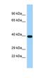 Transmembrane emp24 domain-containing protein 7 antibody, orb326690, Biorbyt, Western Blot image 