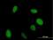 Vestigial Like Family Member 1 antibody, H00051442-B02P, Novus Biologicals, Immunofluorescence image 