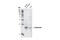 Synuclein Alpha antibody, 2647S, Cell Signaling Technology, Western Blot image 