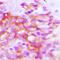 Dopachrome Tautomerase antibody, GTX56299, GeneTex, Immunohistochemistry paraffin image 