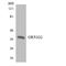 Olfactory Receptor Family 51 Subfamily G Member 2 antibody, LS-C200378, Lifespan Biosciences, Western Blot image 