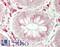 Bardet-Biedl Syndrome 7 antibody, LS-B14804, Lifespan Biosciences, Immunohistochemistry paraffin image 