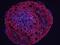 Aggrecan antibody, AF1220, R&D Systems, Immunocytochemistry image 