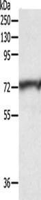 Cyclin And CBS Domain Divalent Metal Cation Transport Mediator 3 antibody, CSB-PA161346, Cusabio, Western Blot image 