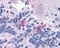 FMR1 Autosomal Homolog 2 antibody, 48-845, ProSci, Immunohistochemistry paraffin image 