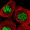Psf1 antibody, HPA051185, Atlas Antibodies, Immunofluorescence image 