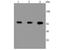 Calcineurin A antibody, NBP2-67201, Novus Biologicals, Western Blot image 