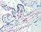 Platelet Derived Growth Factor Receptor Beta antibody, 49-089, ProSci, Immunohistochemistry paraffin image 
