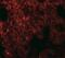 Neuropilin And Tolloid Like 1 antibody, NBP2-41134, Novus Biologicals, Immunofluorescence image 