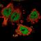 Homeobox-containing protein 1 antibody, HPA055855, Atlas Antibodies, Immunofluorescence image 