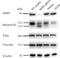 Dipeptidyl Peptidase 9 antibody, M04552-1, Boster Biological Technology, Western Blot image 