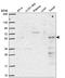 Pseudouridine Synthase 3 antibody, HPA063802, Atlas Antibodies, Western Blot image 