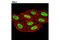 Lysine Demethylase 1A antibody, 2139S, Cell Signaling Technology, Immunocytochemistry image 