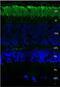 Rhodopsin antibody, LS-C150379, Lifespan Biosciences, Immunofluorescence image 