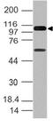 DExD/H-Box Helicase 58 antibody, MBS668173, MyBioSource, Western Blot image 