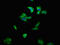Ectonucleotide Pyrophosphatase/Phosphodiesterase 1 antibody, LS-C670936, Lifespan Biosciences, Immunofluorescence image 