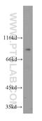 SET And MYND Domain Containing 4 antibody, 17594-1-AP, Proteintech Group, Western Blot image 