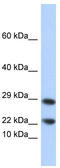 Lipocalin 8 antibody, TA344316, Origene, Western Blot image 
