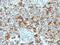 Spectrin Beta, Non-Erythrocytic 2 antibody, 33-752, ProSci, Immunohistochemistry paraffin image 