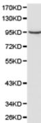 RALBP1 antibody, TA321790, Origene, Western Blot image 