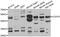 Cytochrome C Oxidase Assembly Factor Heme A:Farnesyltransferase COX10 antibody, abx007023, Abbexa, Western Blot image 