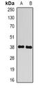 BCL2 Like 14 antibody, orb377948, Biorbyt, Western Blot image 
