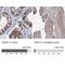 TRAF-Type Zinc Finger Domain Containing 1 antibody, NBP1-81874, Novus Biologicals, Immunohistochemistry paraffin image 