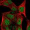 Collagen Beta(1-O)Galactosyltransferase 2 antibody, NBP1-90712, Novus Biologicals, Immunofluorescence image 