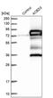 Acyl-CoA Binding Domain Containing 3 antibody, PA5-53331, Invitrogen Antibodies, Western Blot image 