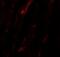 Nicalin antibody, NBP2-81860, Novus Biologicals, Immunofluorescence image 