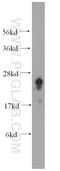 Family With Sequence Similarity 3 Member C antibody, 14247-1-AP, Proteintech Group, Western Blot image 