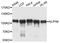 Nucleoporin 98 antibody, MBS125963, MyBioSource, Western Blot image 