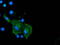 Coronin 1A antibody, M04245-1, Boster Biological Technology, Immunofluorescence image 