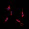Rho Associated Coiled-Coil Containing Protein Kinase 1 antibody, orb214520, Biorbyt, Immunofluorescence image 