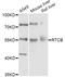 RNA 2',3'-Cyclic Phosphate And 5'-OH Ligase antibody, abx126502, Abbexa, Western Blot image 