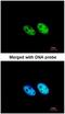 Squamous cell carcinoma antigen recognized by T-cells 3 antibody, NBP1-31487, Novus Biologicals, Immunofluorescence image 