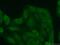 Formin-1 antibody, 25982-1-AP, Proteintech Group, Immunofluorescence image 