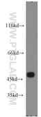 Tektin 1 antibody, 13969-1-AP, Proteintech Group, Western Blot image 